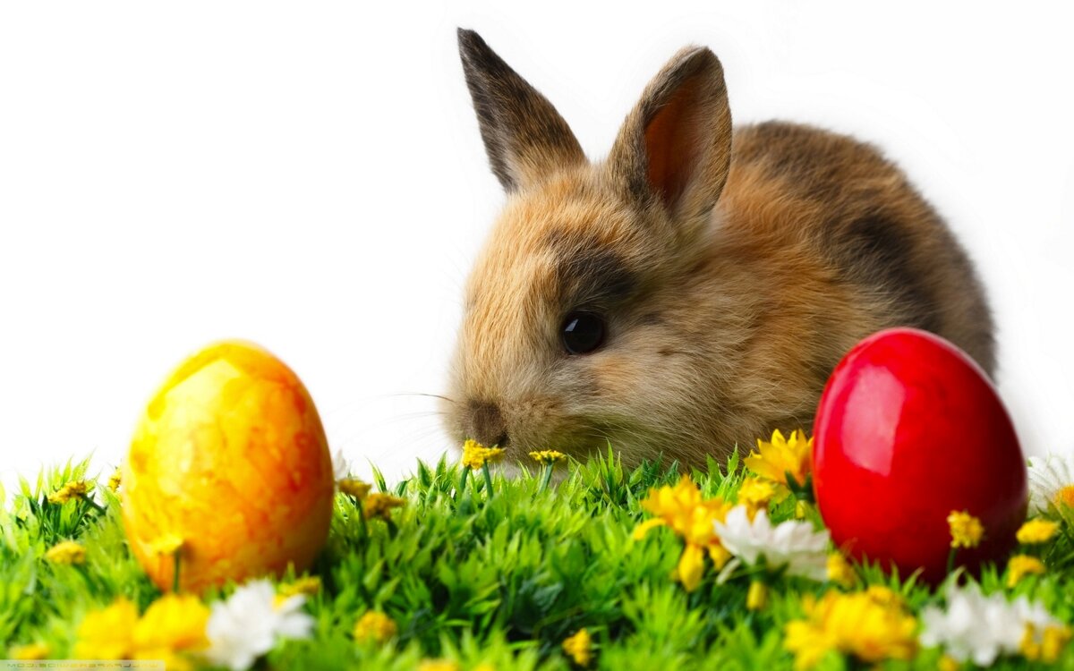 Image of Easter Egg Bingo!